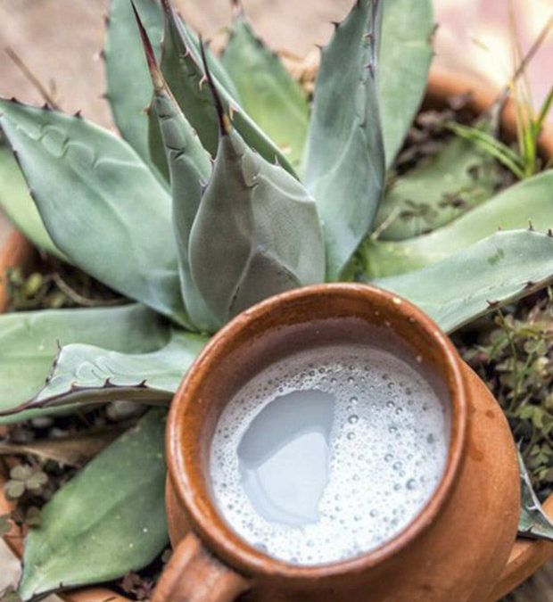 Pulque – Gift from the Goddess Mayahuel